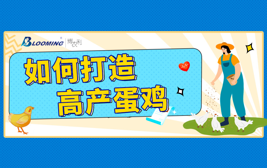 如何打造高產(chǎn)蛋雞？記住這4個關(guān)鍵階段的管理重點